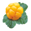 Карта PRISMA